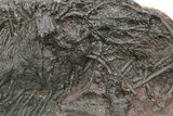 Silurian Fossil Crinoid (Scyphocrinites) Plate - Morocco #214242-1